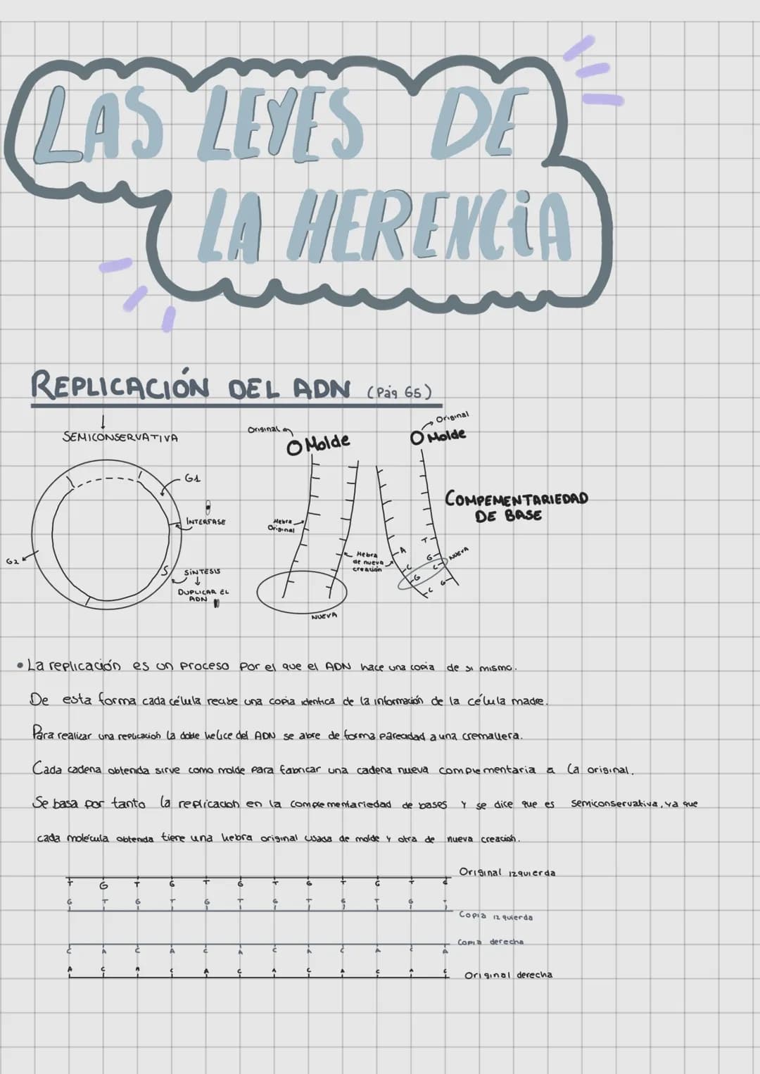 LAS LEVES DE
LA HERENCIA
REPLICACIÓN DEL ADN (Pag. 65)
O Molde
SEMICONSERVATIVA
G1
A
O
INTERFASE
+
G
A
G
T
Ç
T
6
A
SINTESIS
G
DUPLICAR EL
T
