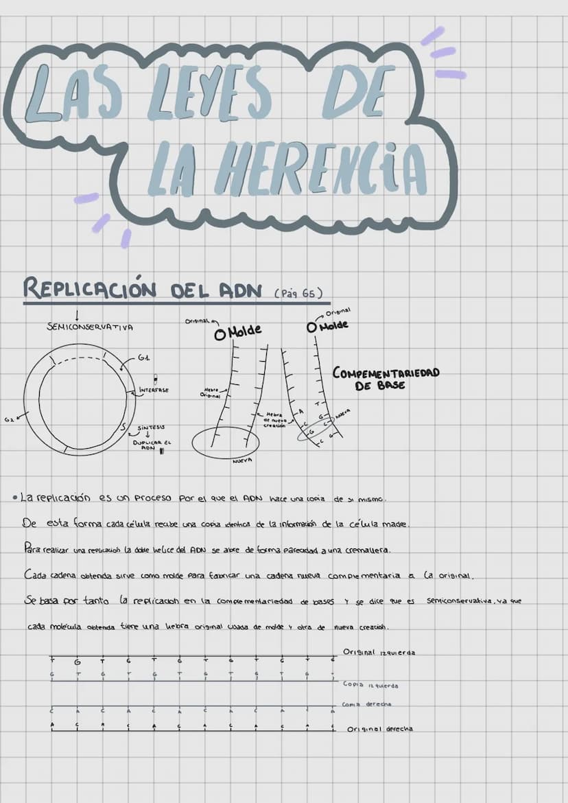 LAS LEVES DE
LA HERENCIA
REPLICACIÓN DEL ADN (Pag. 65)
O Molde
SEMICONSERVATIVA
G1
A
O
INTERFASE
+
G
A
G
T
Ç
T
6
A
SINTESIS
G
DUPLICAR EL
T
