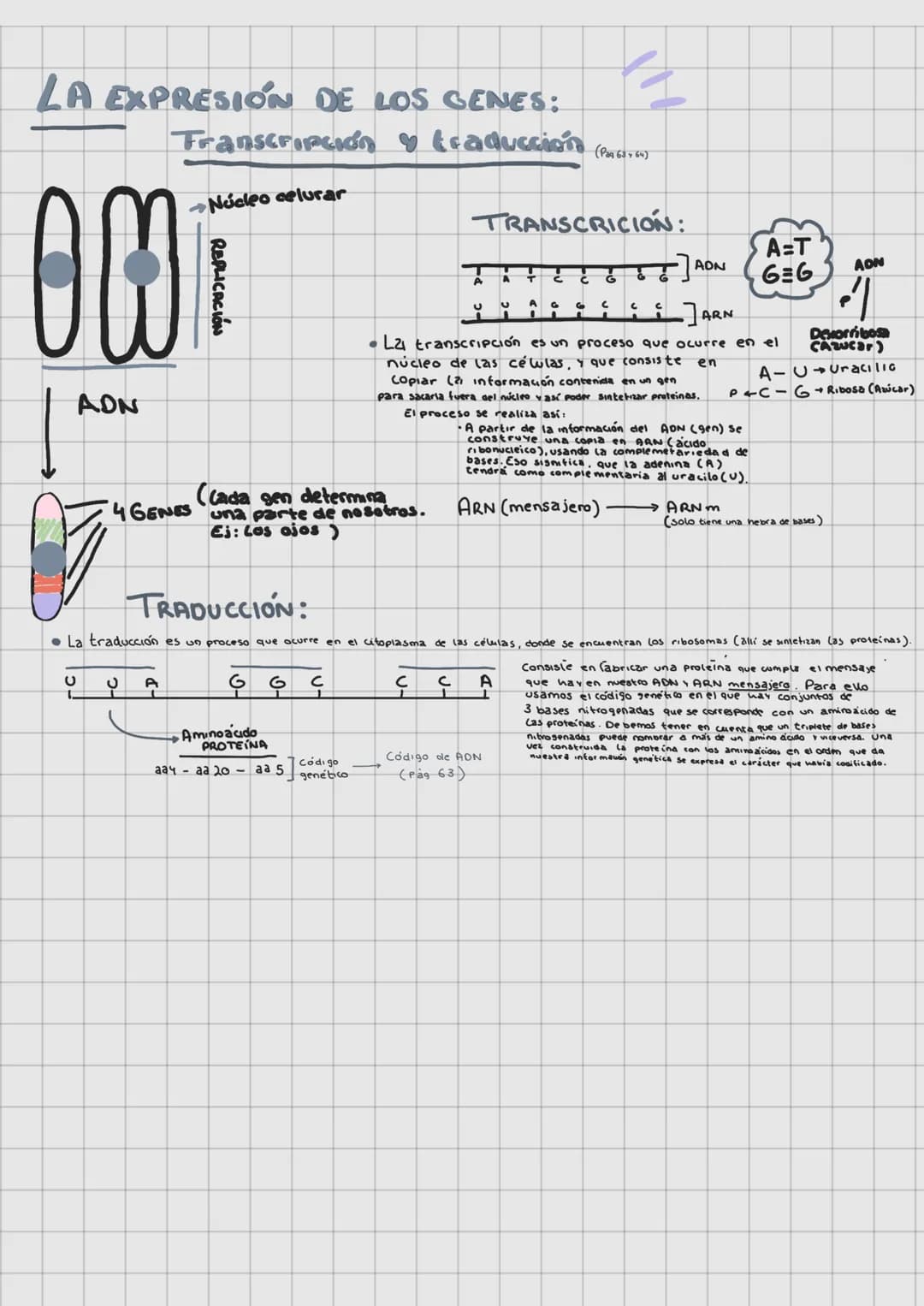 LAS LEVES DE
LA HERENCIA
REPLICACIÓN DEL ADN (Pag. 65)
O Molde
SEMICONSERVATIVA
G1
A
O
INTERFASE
+
G
A
G
T
Ç
T
6
A
SINTESIS
G
DUPLICAR EL
T
