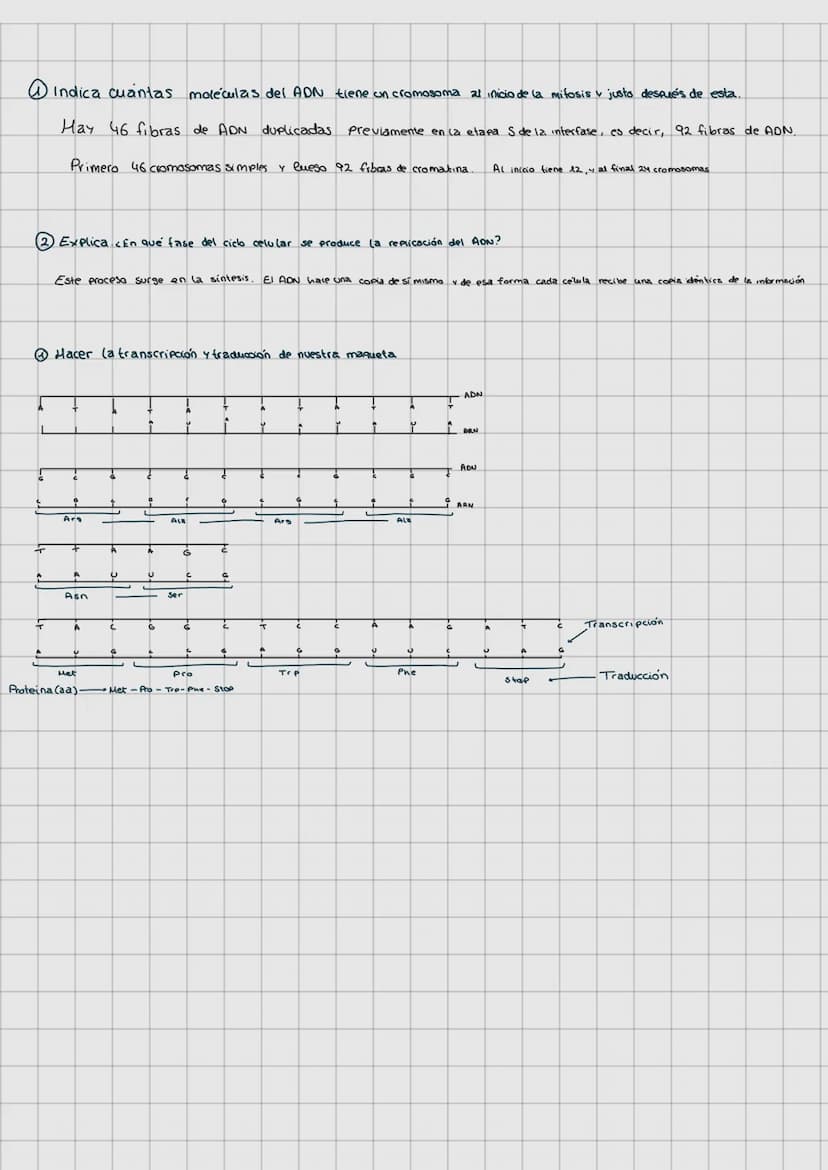 LAS LEVES DE
LA HERENCIA
REPLICACIÓN DEL ADN (Pag. 65)
O Molde
SEMICONSERVATIVA
G1
A
O
INTERFASE
+
G
A
G
T
Ç
T
6
A
SINTESIS
G
DUPLICAR EL
T
