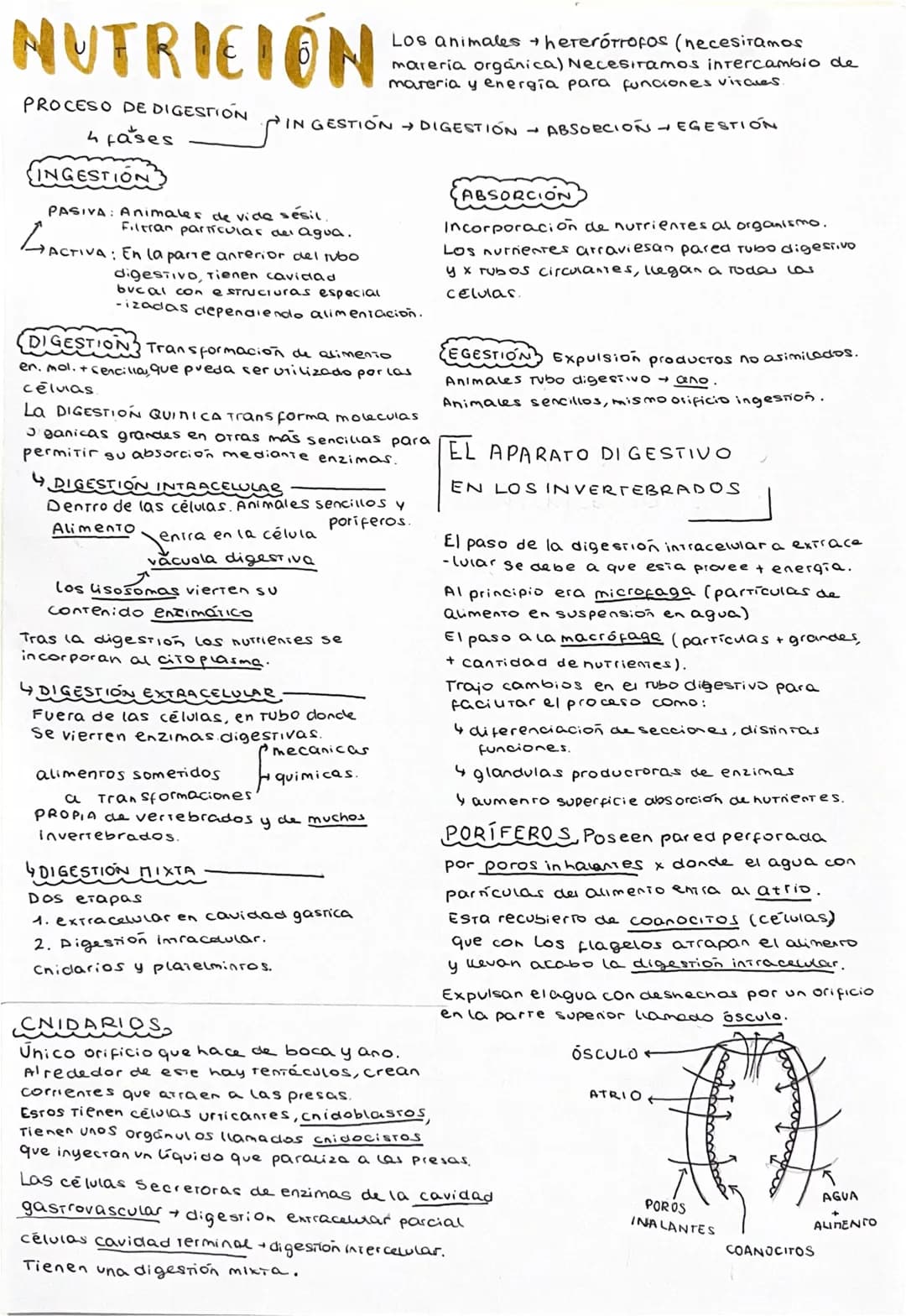 NUTRICION
PROCESO DE DIGESTION
4 fases
SINGESTION
LACTIVA:
PASIVA: Animales de vide sésil,
Filtran particular del agua.
1: En la parte anter