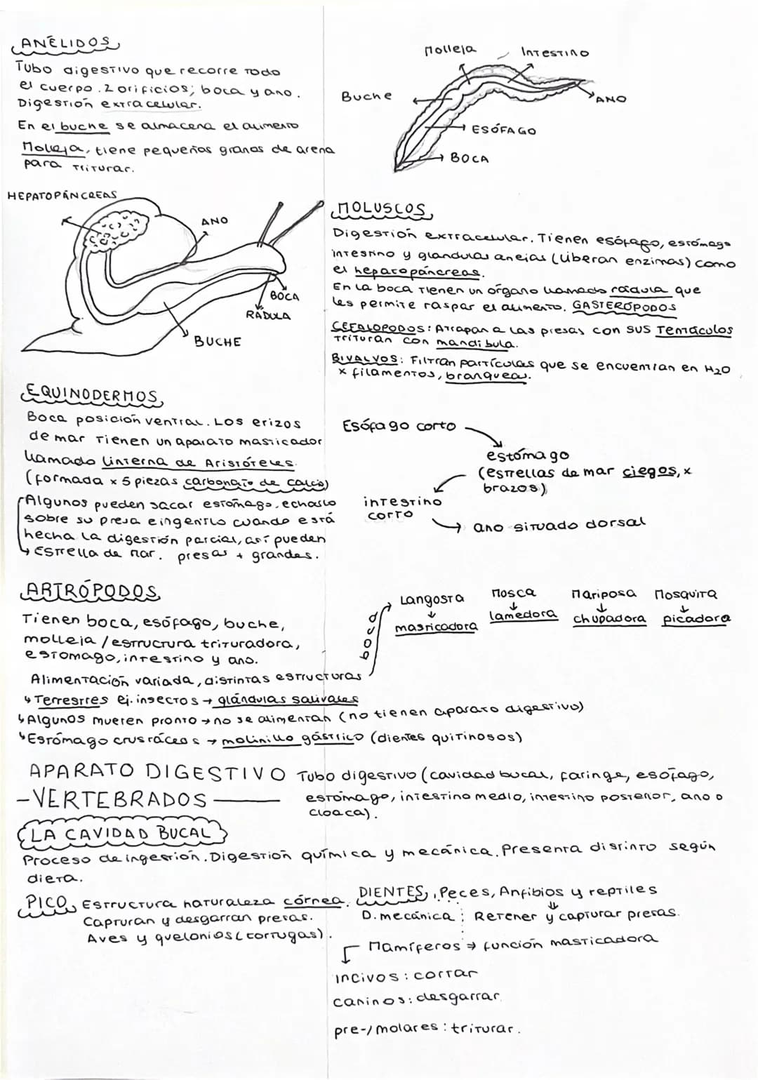 NUTRICION
PROCESO DE DIGESTION
4 fases
SINGESTION
LACTIVA:
PASIVA: Animales de vide sésil,
Filtran particular del agua.
1: En la parte anter