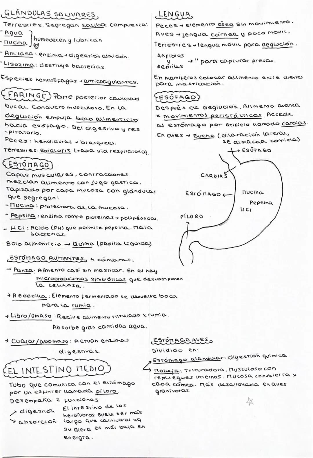NUTRICION
PROCESO DE DIGESTION
4 fases
SINGESTION
LACTIVA:
PASIVA: Animales de vide sésil,
Filtran particular del agua.
1: En la parte anter