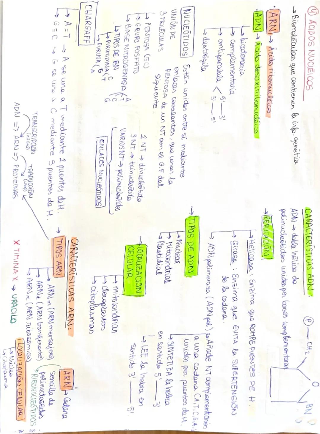 |
FOSFORD (P) → Forma
IMPORTANCIA BIOELEMENTOS. acidos nucleices y ATP
y FUNCIONES
NITROGENO (N)→
froducir aa.
CARBONO (C)Formador de la mat