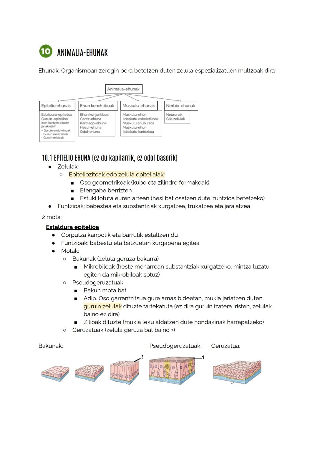 # 10 ANIMALIA-EHUNAK

Ehunak: Organismoan zeregin bera betetzen duten zelula espezializatuen multzoak dira

Animalia-ehunak

Epitelio ehunak