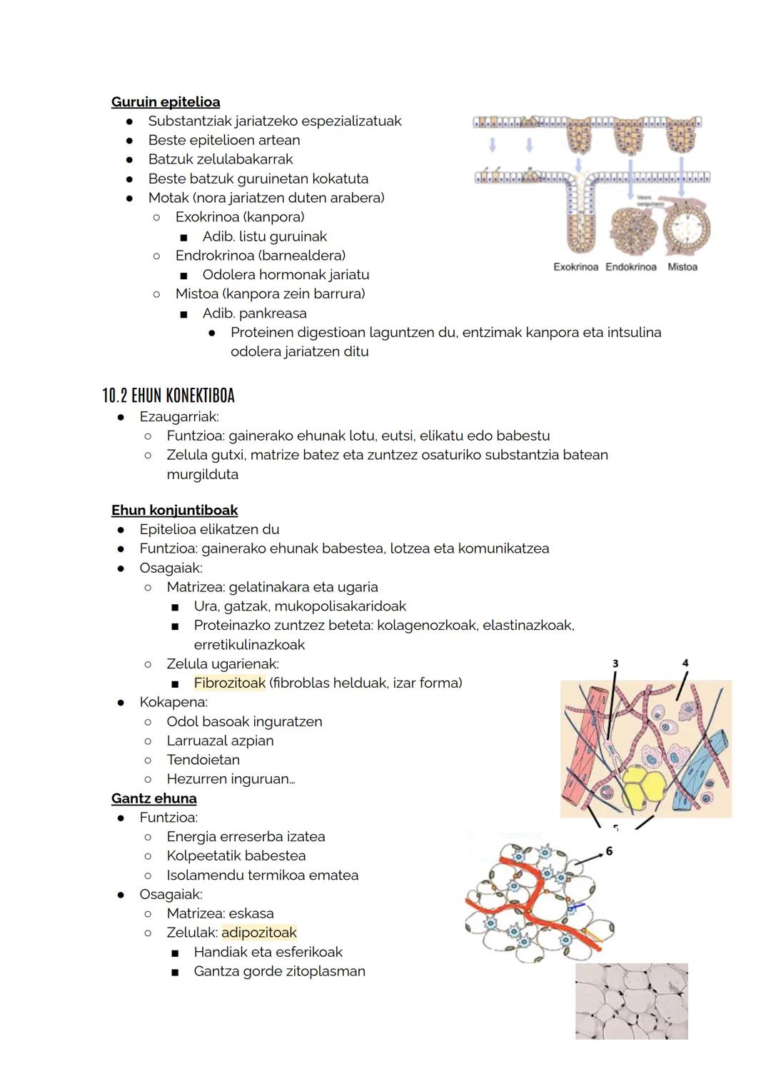 # 10 ANIMALIA-EHUNAK

Ehunak: Organismoan zeregin bera betetzen duten zelula espezializatuen multzoak dira

Animalia-ehunak

Epitelio ehunak