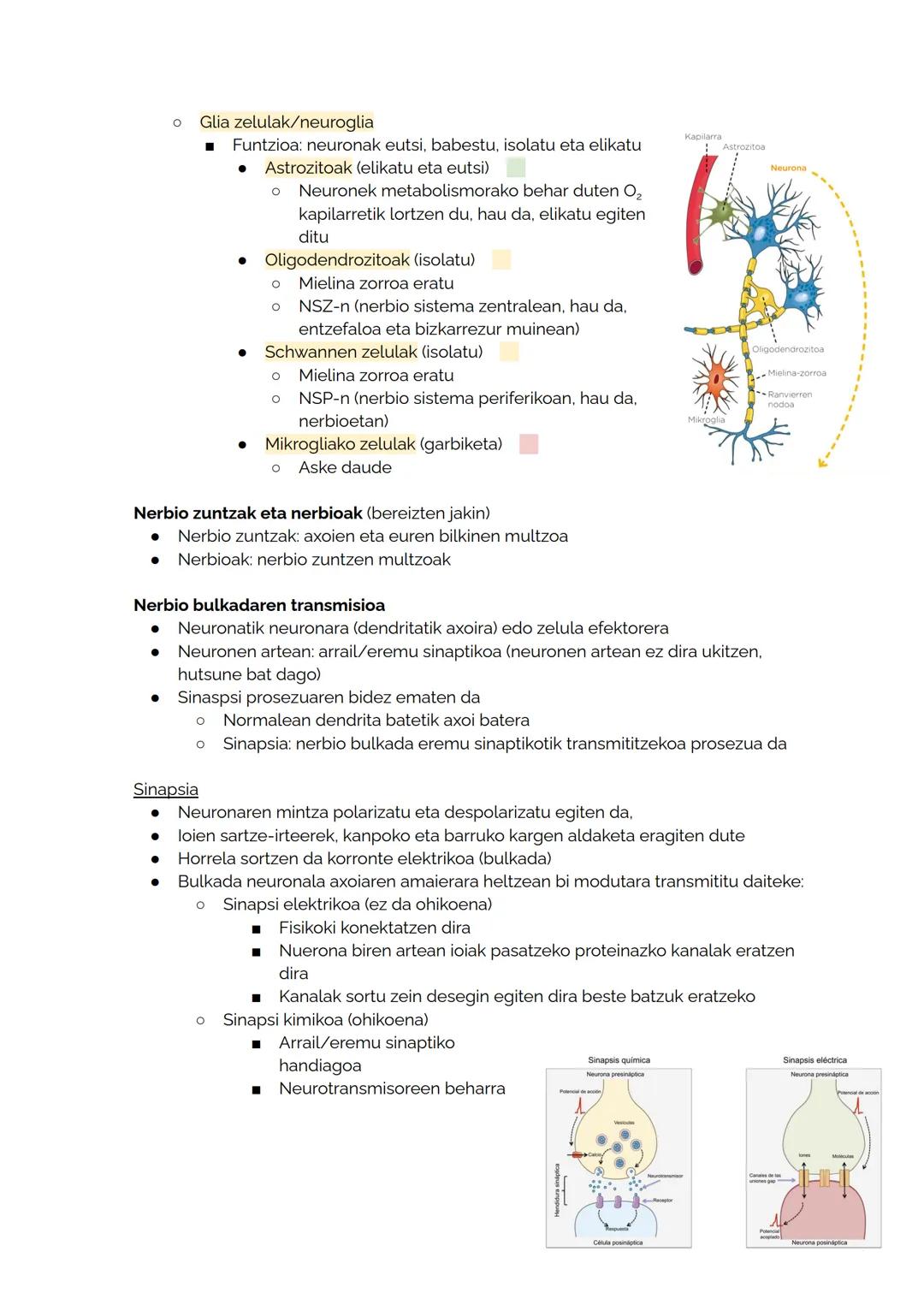 # 10 ANIMALIA-EHUNAK

Ehunak: Organismoan zeregin bera betetzen duten zelula espezializatuen multzoak dira

Animalia-ehunak

Epitelio ehunak