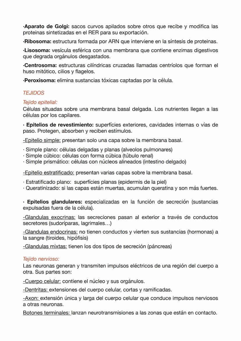 EXAMEN ANATOMÍA APLICADA 1
NIVELES DE ORGANIZACIÓN
•Nivel químico: El 99% de los átomos son C, H, O y N. Estos se unen a otros
formando molé
