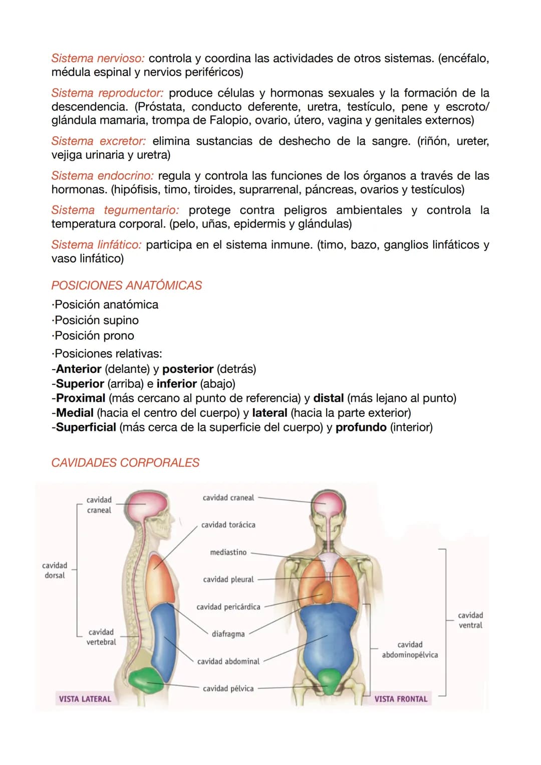 EXAMEN ANATOMÍA APLICADA 1
NIVELES DE ORGANIZACIÓN
•Nivel químico: El 99% de los átomos son C, H, O y N. Estos se unen a otros
formando molé