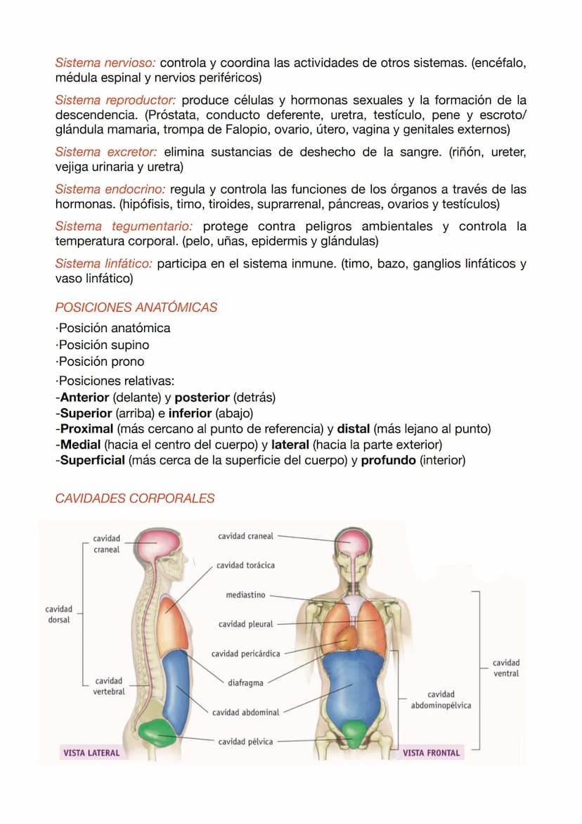 EXAMEN ANATOMÍA APLICADA 1
NIVELES DE ORGANIZACIÓN
•Nivel químico: El 99% de los átomos son C, H, O y N. Estos se unen a otros
formando molé