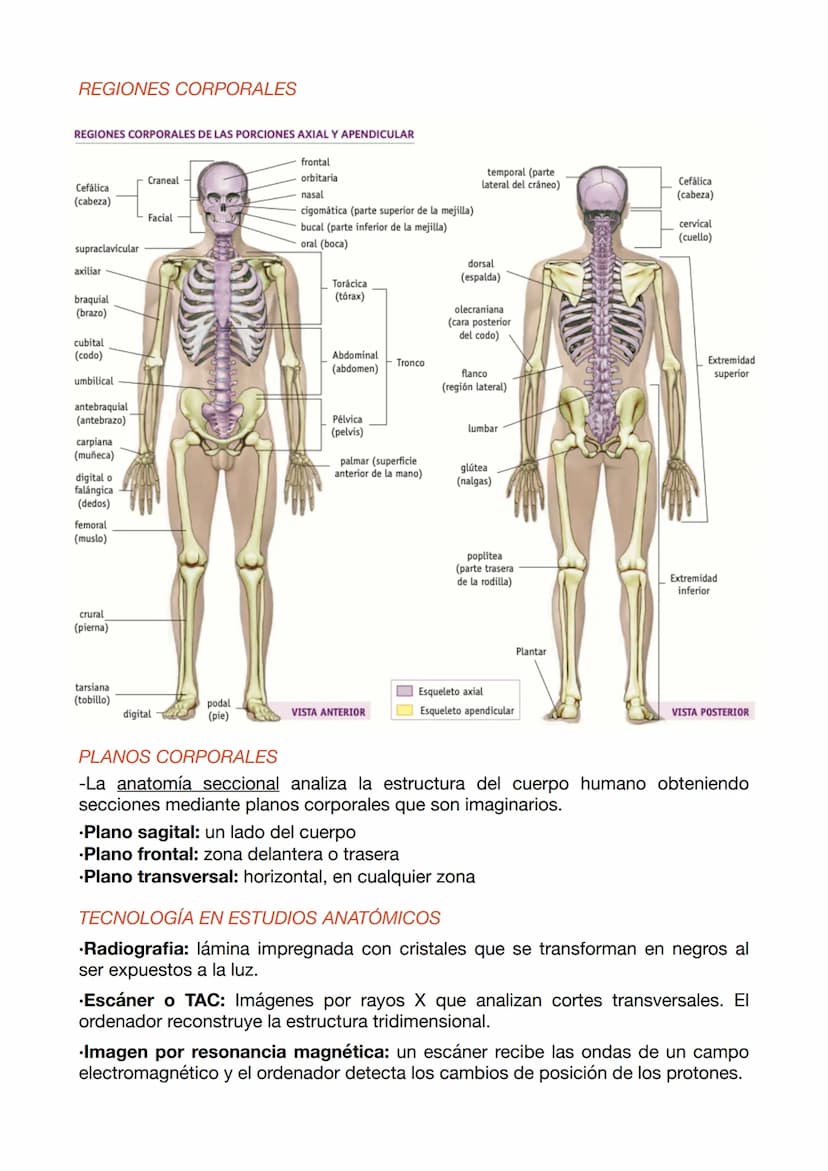 EXAMEN ANATOMÍA APLICADA 1
NIVELES DE ORGANIZACIÓN
•Nivel químico: El 99% de los átomos son C, H, O y N. Estos se unen a otros
formando molé
