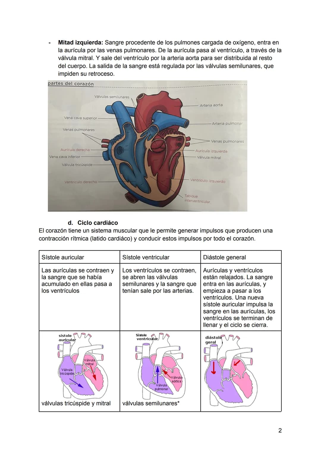 Tema 4. Aparato circulatorio y excretor
1. Aparato circulatorio. F(x). → Transportar nutrientes y el oxígeno, retirar las
sustancias de dese