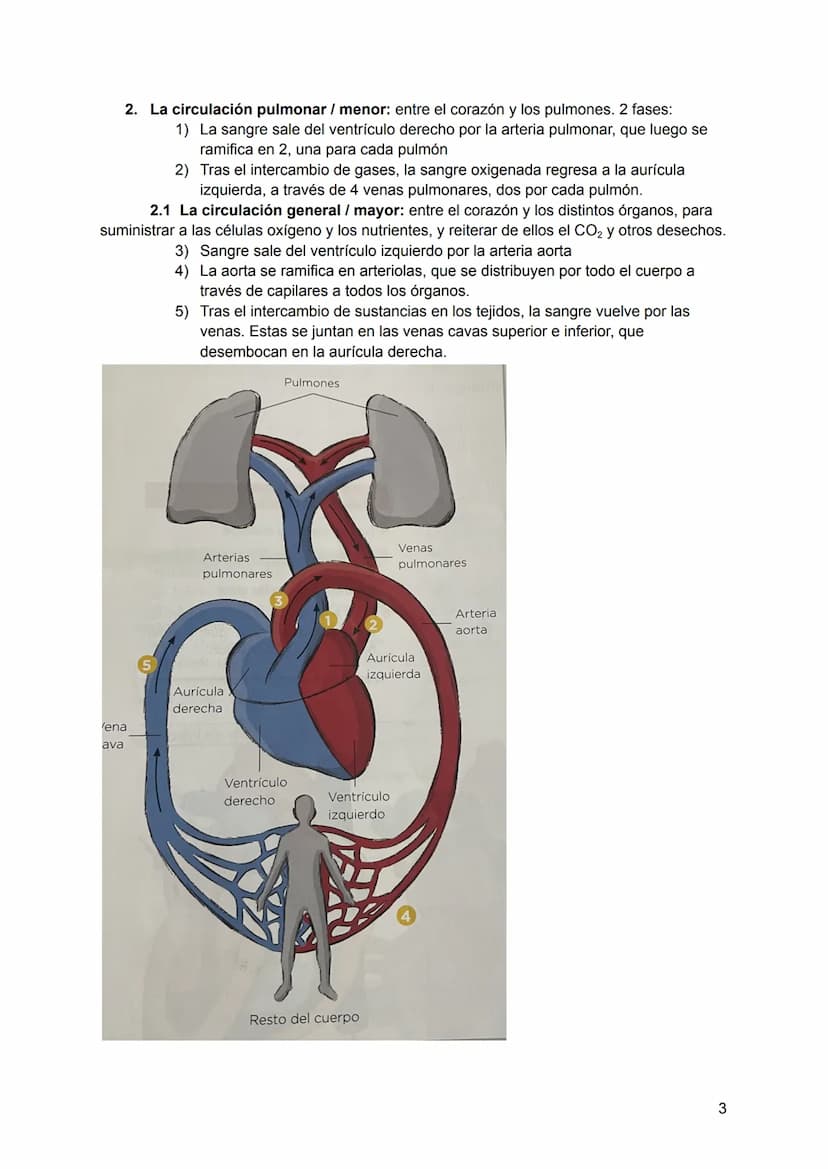 Tema 4. Aparato circulatorio y excretor
1. Aparato circulatorio. F(x). → Transportar nutrientes y el oxígeno, retirar las
sustancias de dese