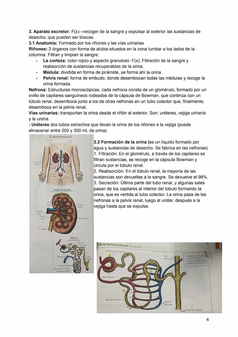 Tema 4. Aparato circulatorio y excretor
1. Aparato circulatorio. F(x). → Transportar nutrientes y el oxígeno, retirar las
sustancias de dese