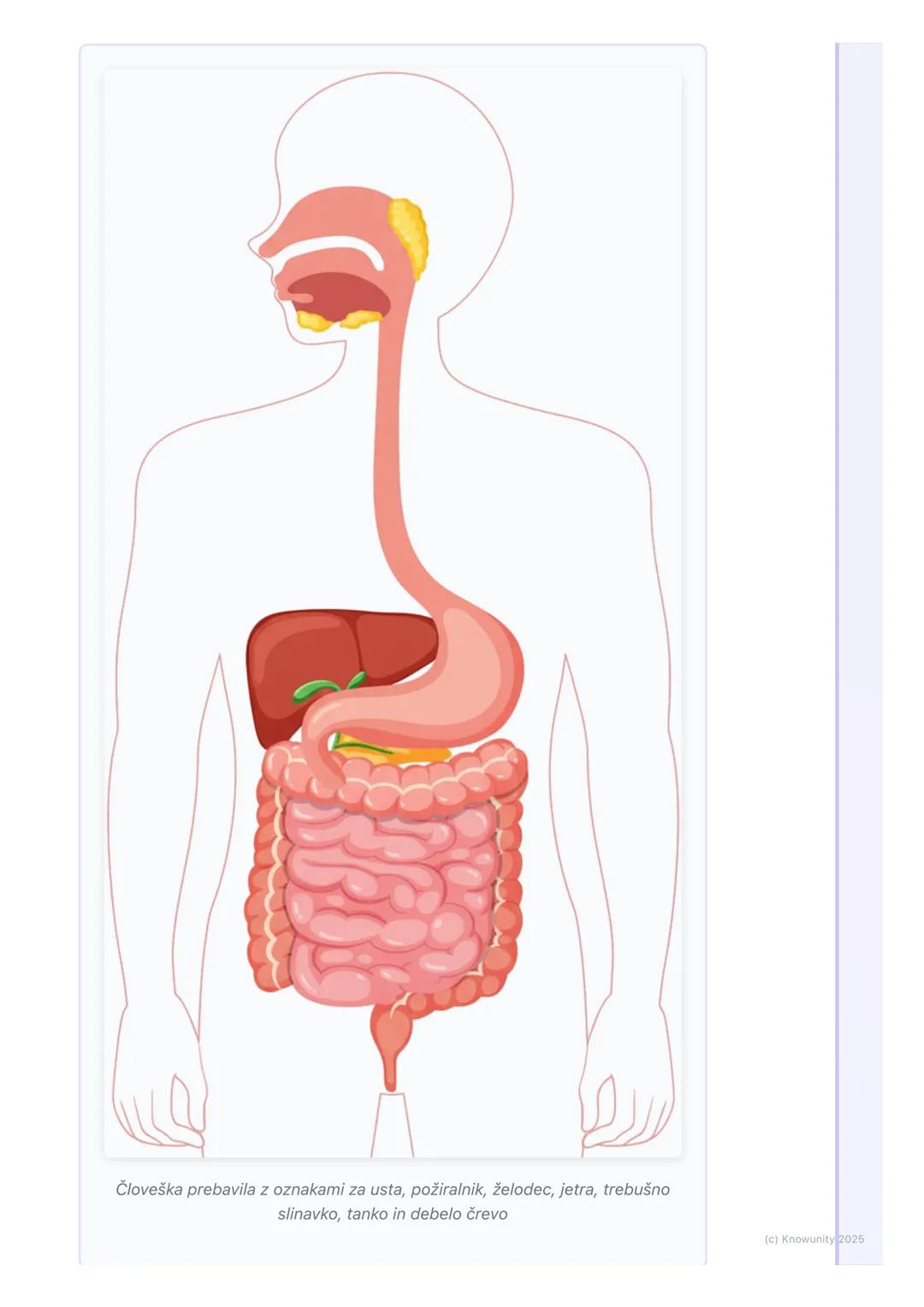 # Prebavila

Kaj so prebavila in zakaj so pomembna

Prebavila so skupina organov v našem telesu, ki delujejo skupaj, da prebavijo
hrano. Pre