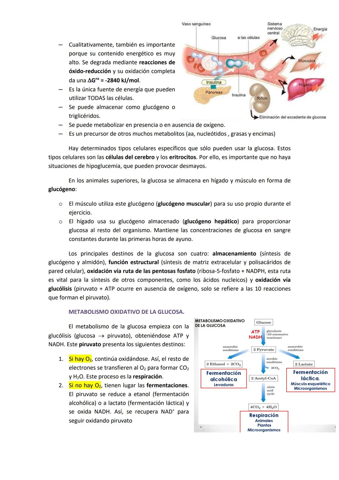 TEMA 3. GLUCÓLISIS OXIDATIVA Y SU REGULACIÓN
1. HIDRATOS DE CARBONO EN LA DIETA.
Los carbohidratos son una parte importante del metabolismo 