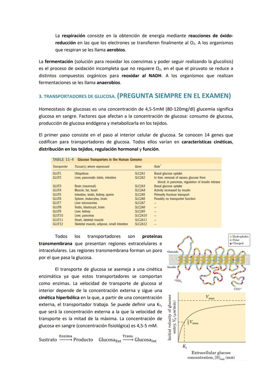 TEMA 3. GLUCÓLISIS OXIDATIVA Y SU REGULACIÓN
1. HIDRATOS DE CARBONO EN LA DIETA.
Los carbohidratos son una parte importante del metabolismo 