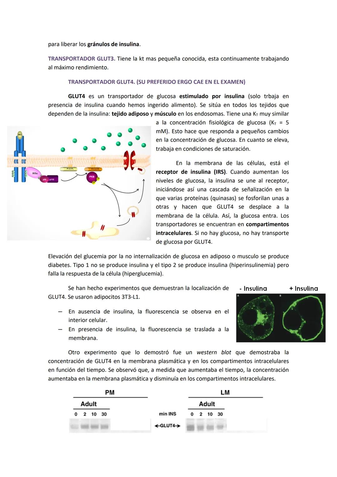 TEMA 3. GLUCÓLISIS OXIDATIVA Y SU REGULACIÓN
1. HIDRATOS DE CARBONO EN LA DIETA.
Los carbohidratos son una parte importante del metabolismo 