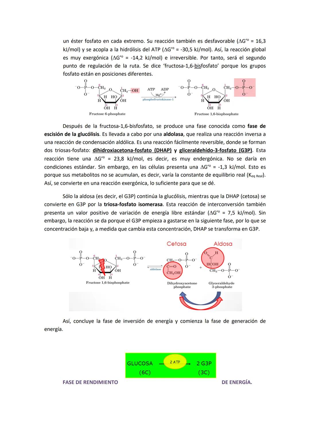TEMA 3. GLUCÓLISIS OXIDATIVA Y SU REGULACIÓN
1. HIDRATOS DE CARBONO EN LA DIETA.
Los carbohidratos son una parte importante del metabolismo 