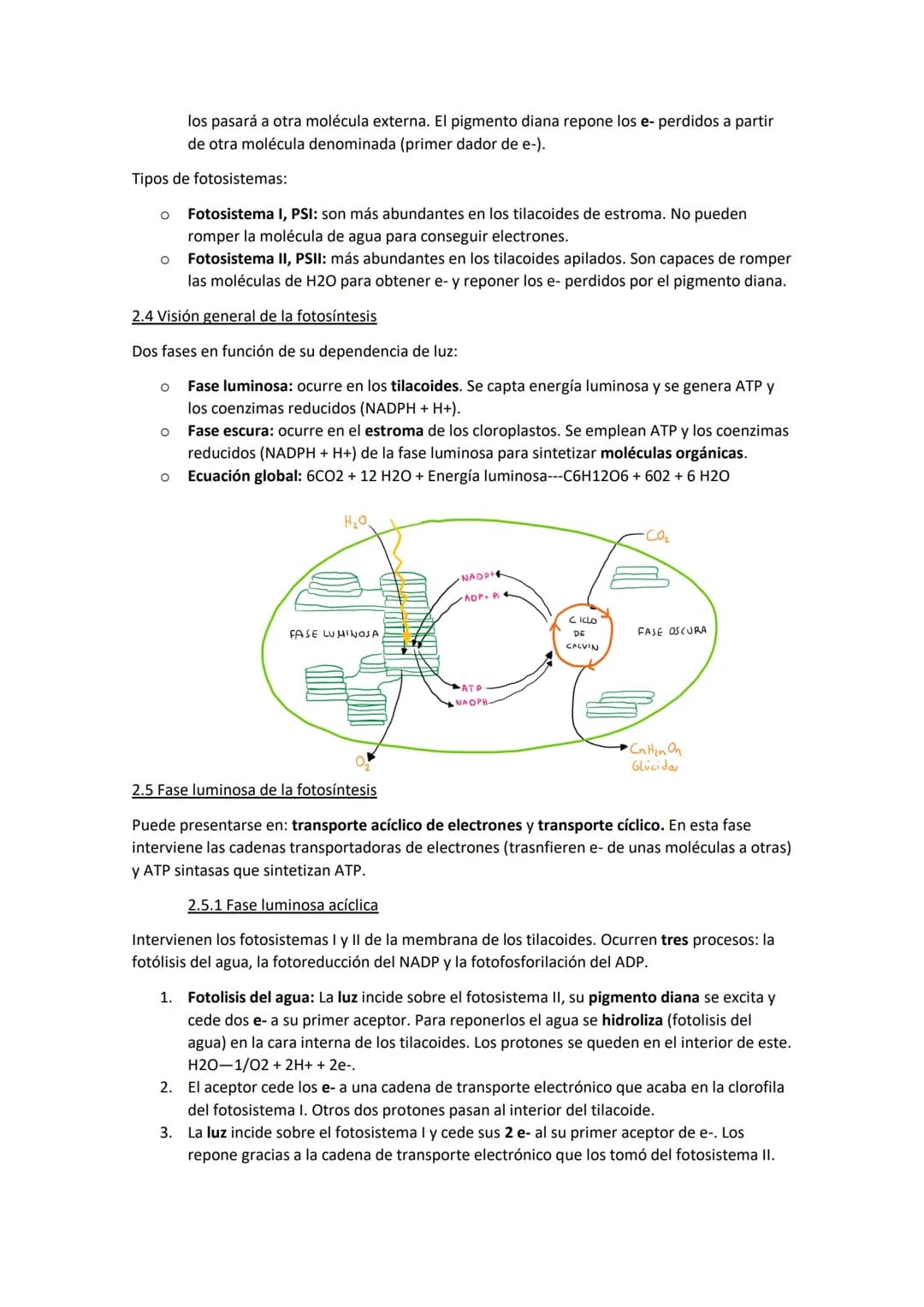 TEMA 11. El anabolismo
1. Tipos de anabolismo
El anabolismo es la parte del metabolismo en la que se llevan a cabo las rutas de síntesis de
