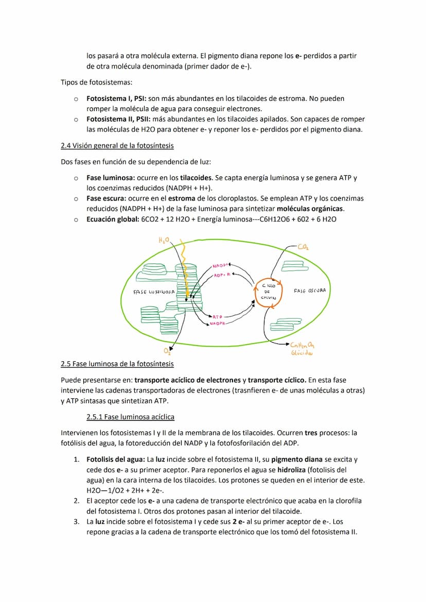 TEMA 11. El anabolismo
1. Tipos de anabolismo
El anabolismo es la parte del metabolismo en la que se llevan a cabo las rutas de síntesis de
