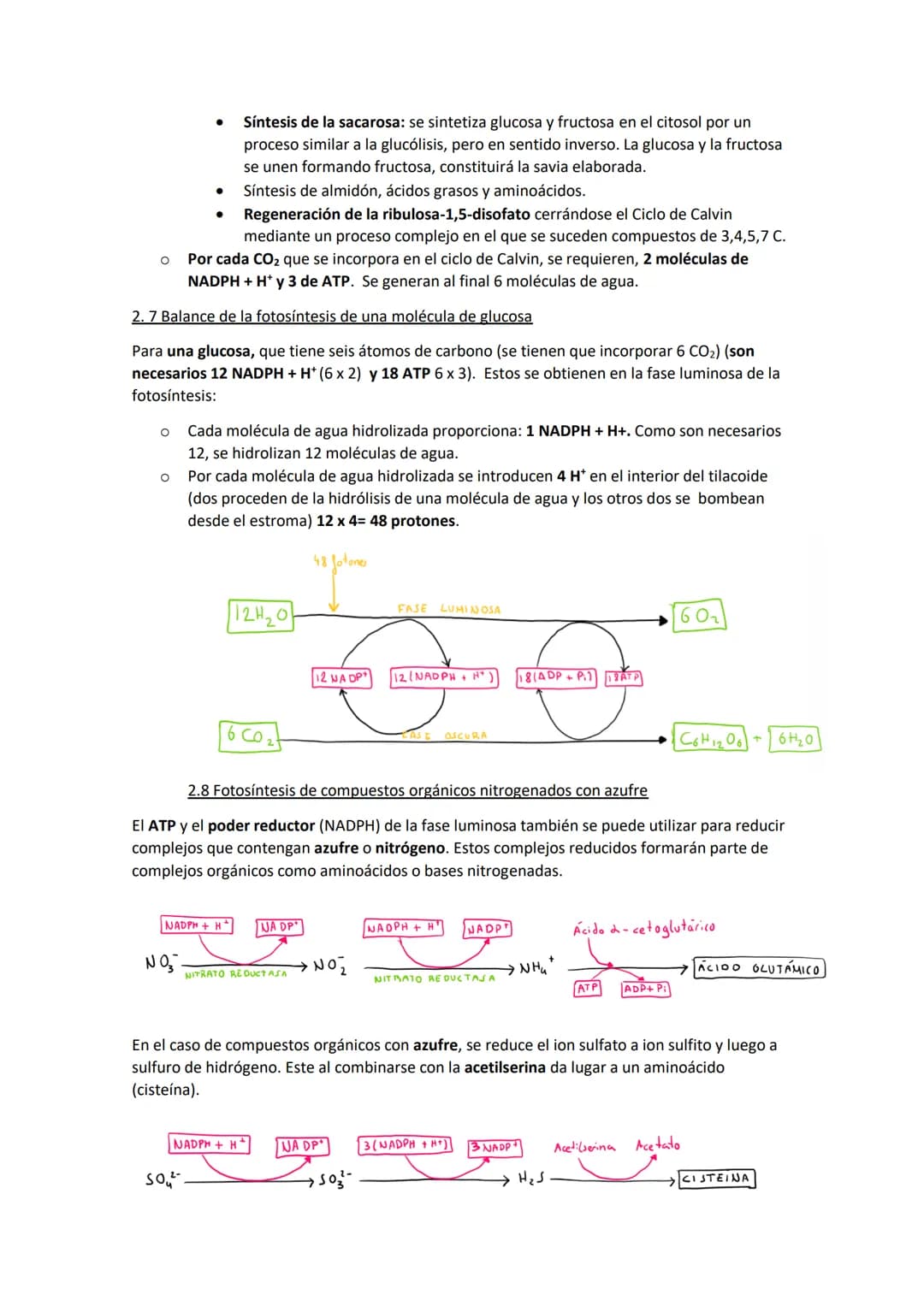 TEMA 11. El anabolismo
1. Tipos de anabolismo
El anabolismo es la parte del metabolismo en la que se llevan a cabo las rutas de síntesis de
