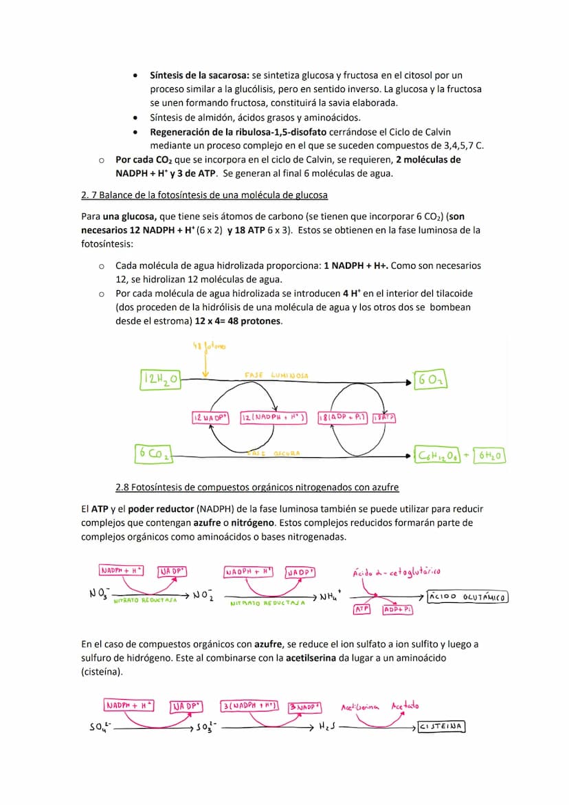 TEMA 11. El anabolismo
1. Tipos de anabolismo
El anabolismo es la parte del metabolismo en la que se llevan a cabo las rutas de síntesis de
