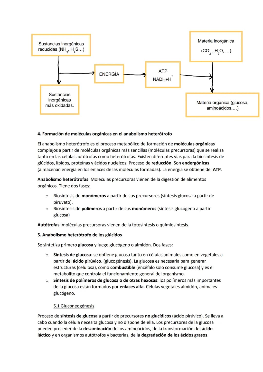 TEMA 11. El anabolismo
1. Tipos de anabolismo
El anabolismo es la parte del metabolismo en la que se llevan a cabo las rutas de síntesis de
