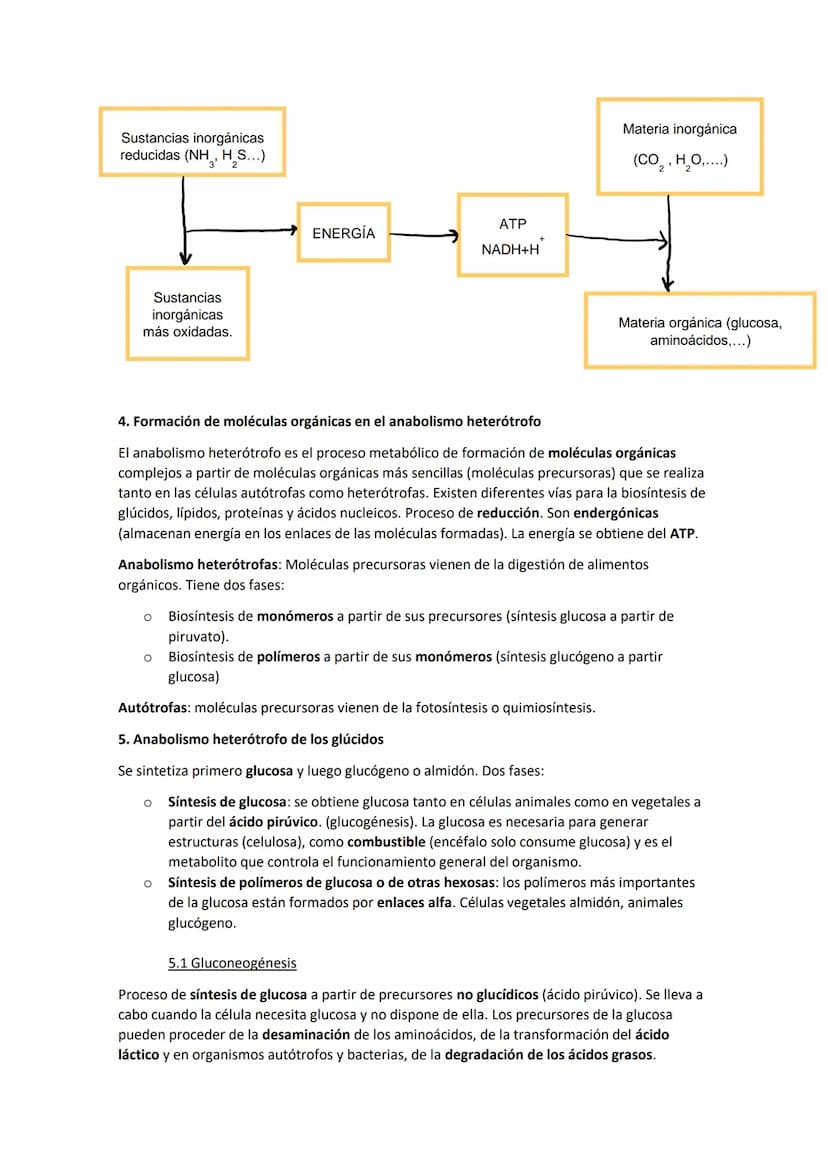 TEMA 11. El anabolismo
1. Tipos de anabolismo
El anabolismo es la parte del metabolismo en la que se llevan a cabo las rutas de síntesis de
