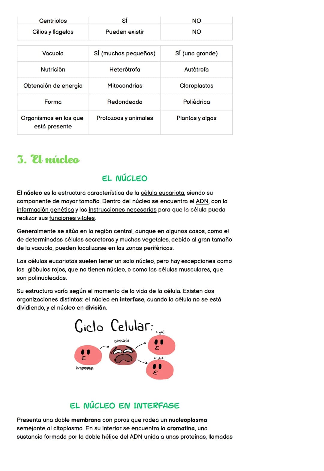 Estructura de la célula
Tipos de célula
• Núcleo
●
LA CÉLULA
TEMA 4 - 4º ESO
Cromosomas
División celular en eucariotas
1. Estructura de la c