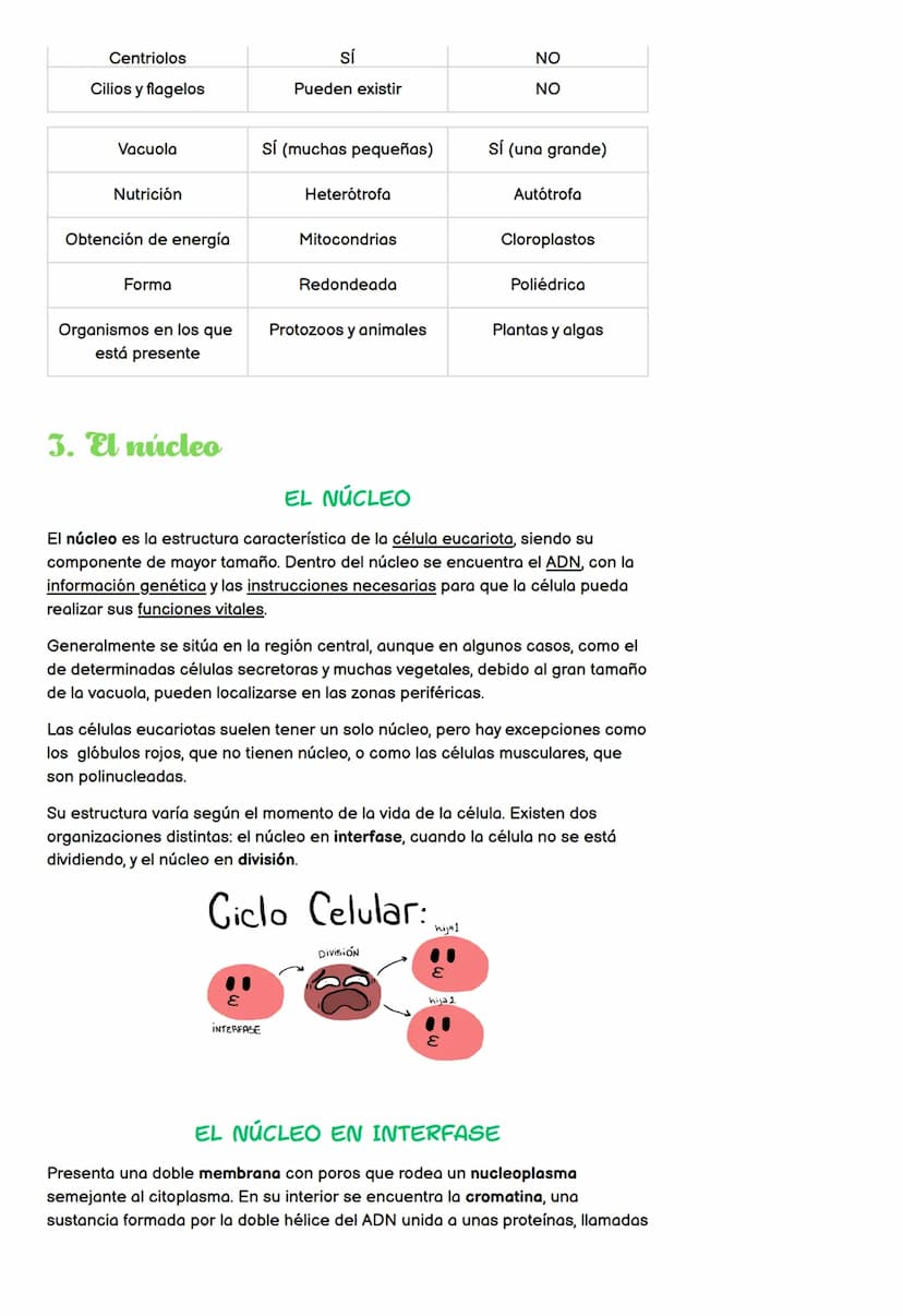 Estructura de la célula
Tipos de célula
• Núcleo
●
LA CÉLULA
TEMA 4 - 4º ESO
Cromosomas
División celular en eucariotas
1. Estructura de la c
