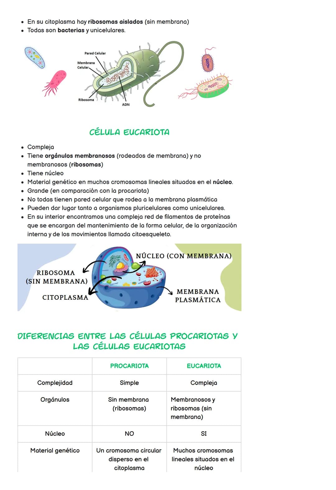 Todo sobre la Célula: Partes, Tipos y Funciones