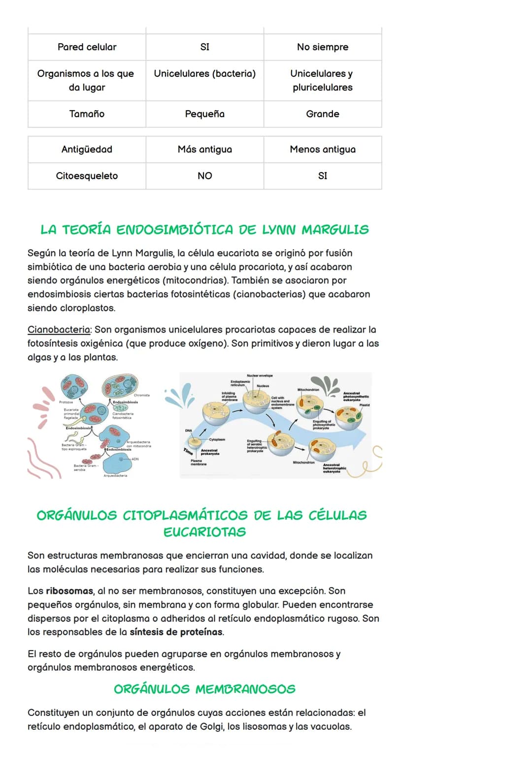 Todo sobre la Célula: Partes, Tipos y Funciones