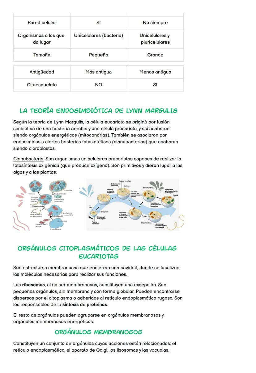 Estructura de la célula
Tipos de célula
• Núcleo
●
LA CÉLULA
TEMA 4 - 4º ESO
Cromosomas
División celular en eucariotas
1. Estructura de la c