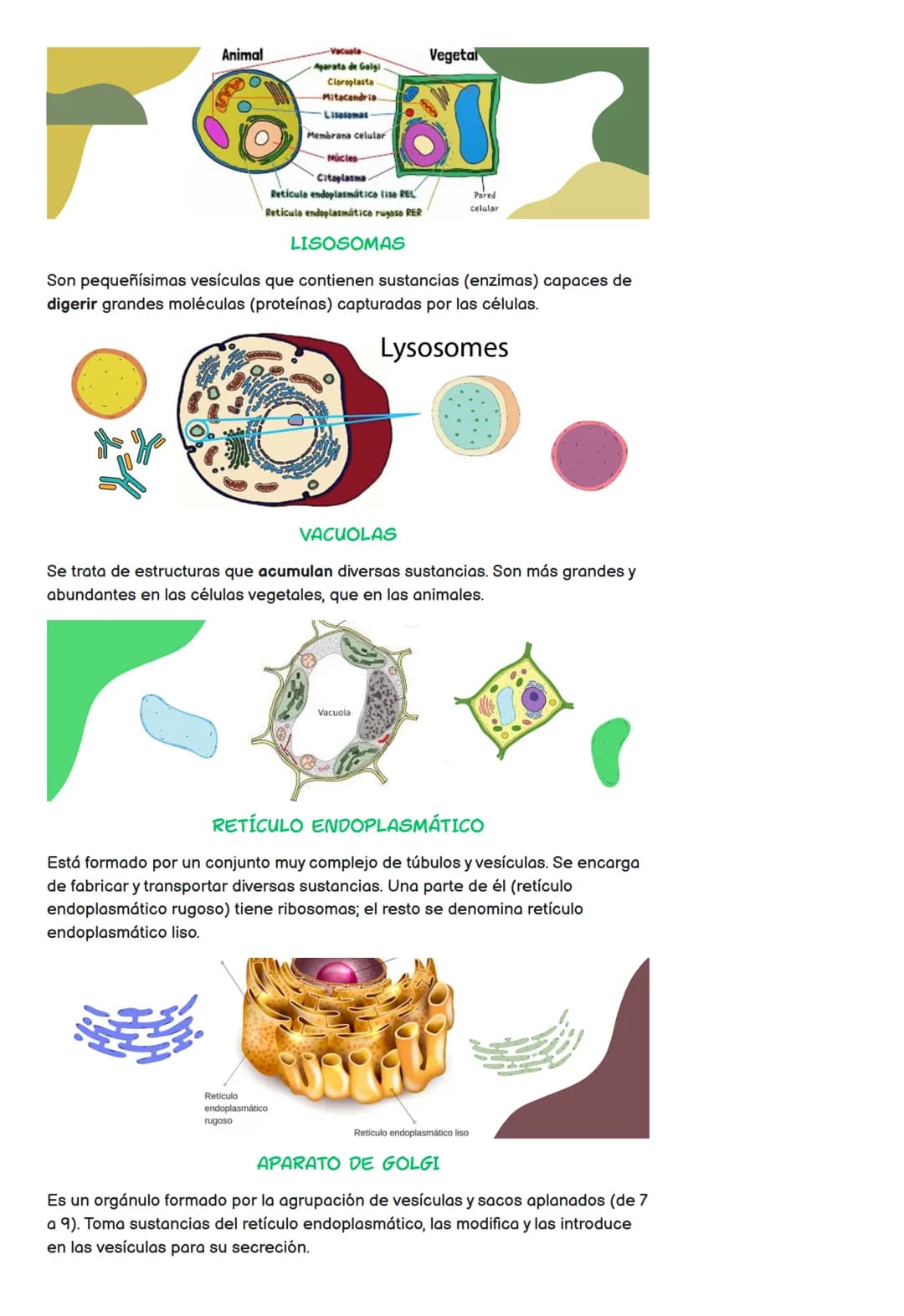 Todo sobre la Célula: Partes, Tipos y Funciones