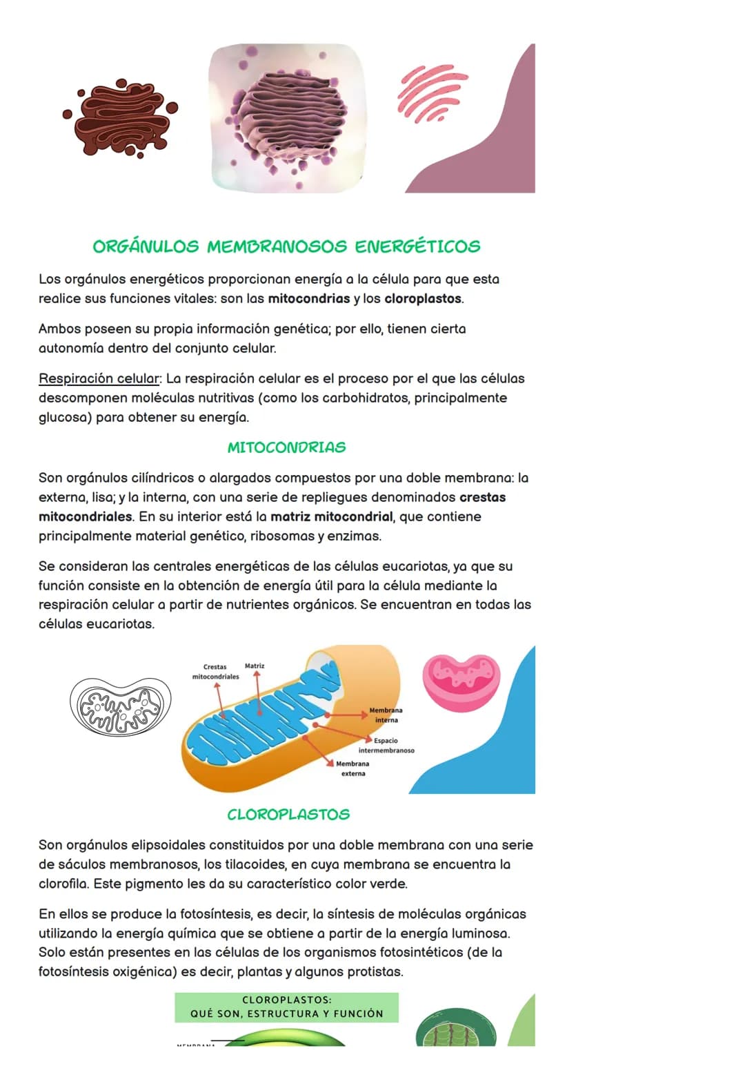 Todo sobre la Célula: Partes, Tipos y Funciones