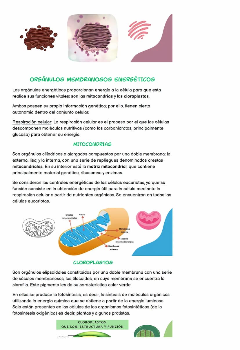Estructura de la célula
Tipos de célula
• Núcleo
●
LA CÉLULA
TEMA 4 - 4º ESO
Cromosomas
División celular en eucariotas
1. Estructura de la c