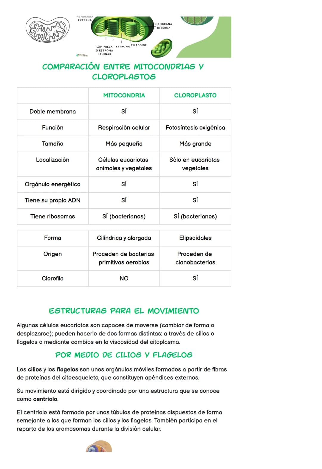 Estructura de la célula
Tipos de célula
• Núcleo
●
LA CÉLULA
TEMA 4 - 4º ESO
Cromosomas
División celular en eucariotas
1. Estructura de la c