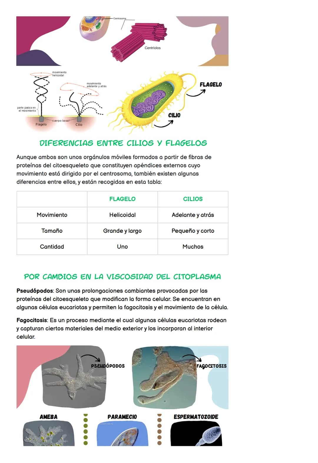 Todo sobre la Célula: Partes, Tipos y Funciones