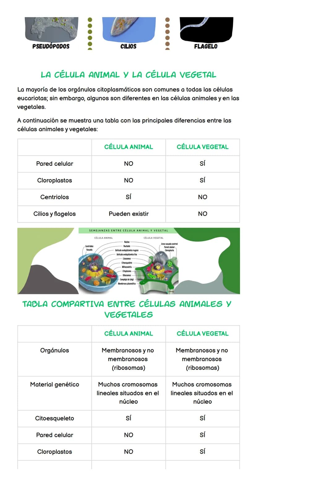 Estructura de la célula
Tipos de célula
• Núcleo
●
LA CÉLULA
TEMA 4 - 4º ESO
Cromosomas
División celular en eucariotas
1. Estructura de la c