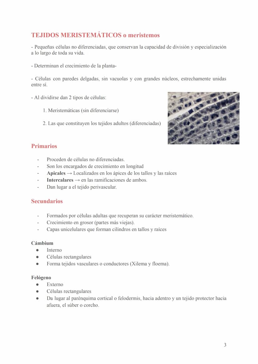 Seres unicelulares
- Son las bacterias, protozoos, algas y hongos
- Formados por 1 célula que realiza todas las funciones vitales (en contac
