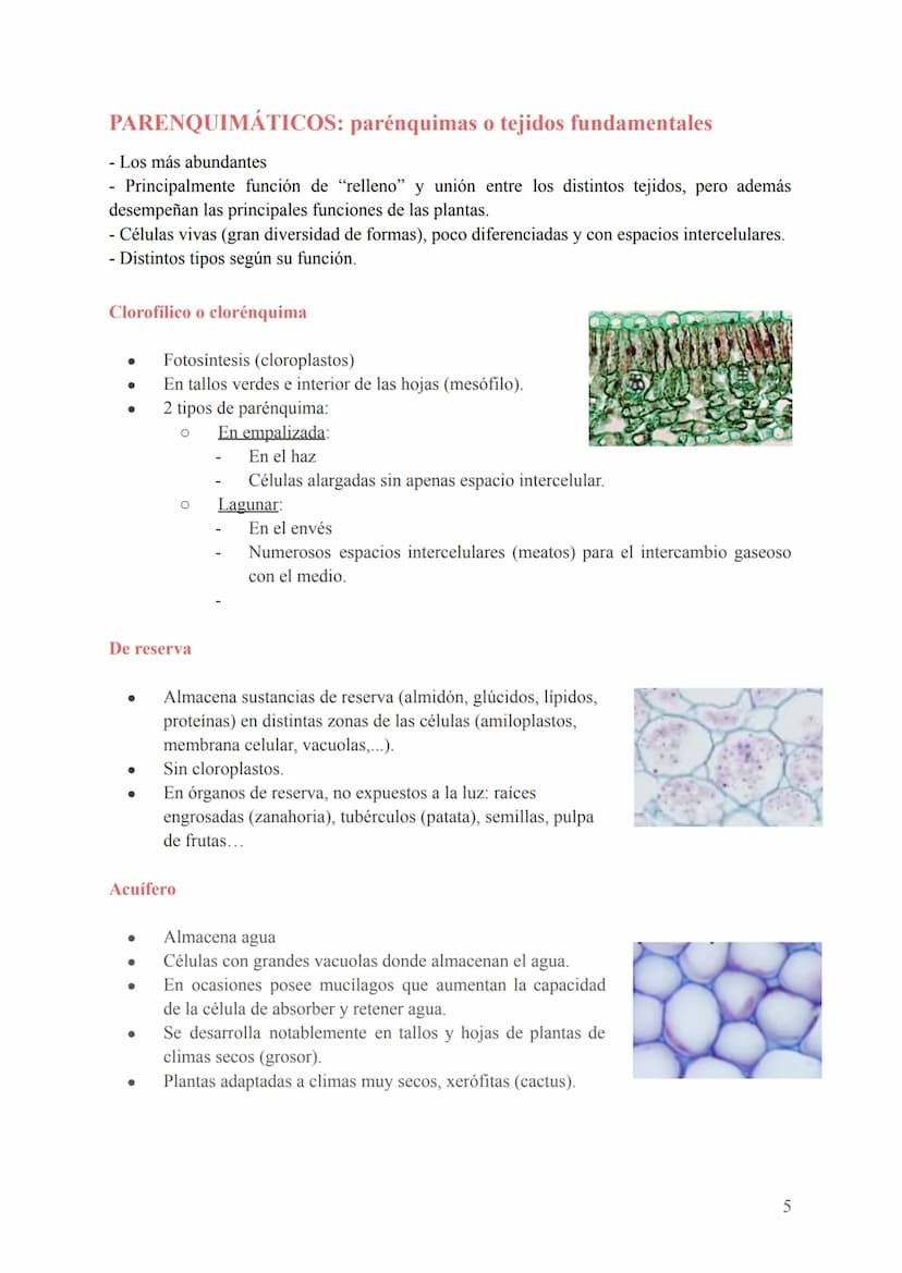 Seres unicelulares
- Son las bacterias, protozoos, algas y hongos
- Formados por 1 célula que realiza todas las funciones vitales (en contac