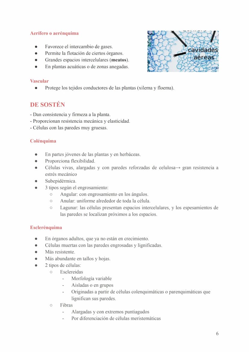 Seres unicelulares
- Son las bacterias, protozoos, algas y hongos
- Formados por 1 célula que realiza todas las funciones vitales (en contac