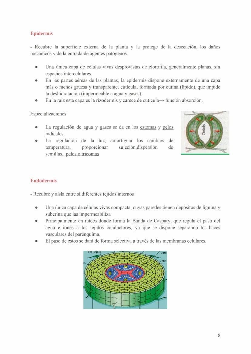 Seres unicelulares
- Son las bacterias, protozoos, algas y hongos
- Formados por 1 célula que realiza todas las funciones vitales (en contac