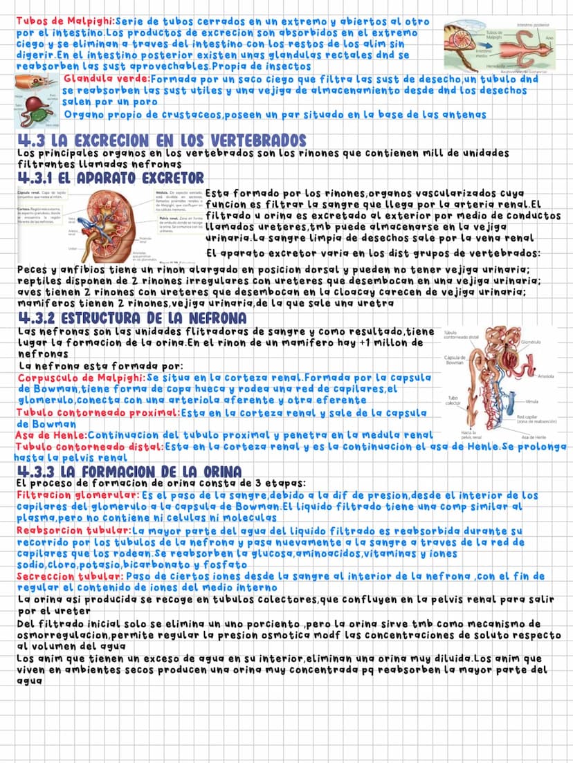 TEMA 11
Nutrición en los animales
1.LA DIGESTION EN LOS ANIMALES
Los animales necesitamos un intercambio de materia y energia con el exterio
