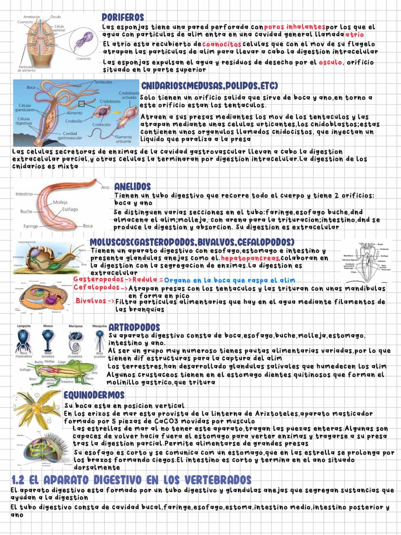 TEMA 11
Nutrición en los animales
1.LA DIGESTION EN LOS ANIMALES
Los animales necesitamos un intercambio de materia y energia con el exterio
