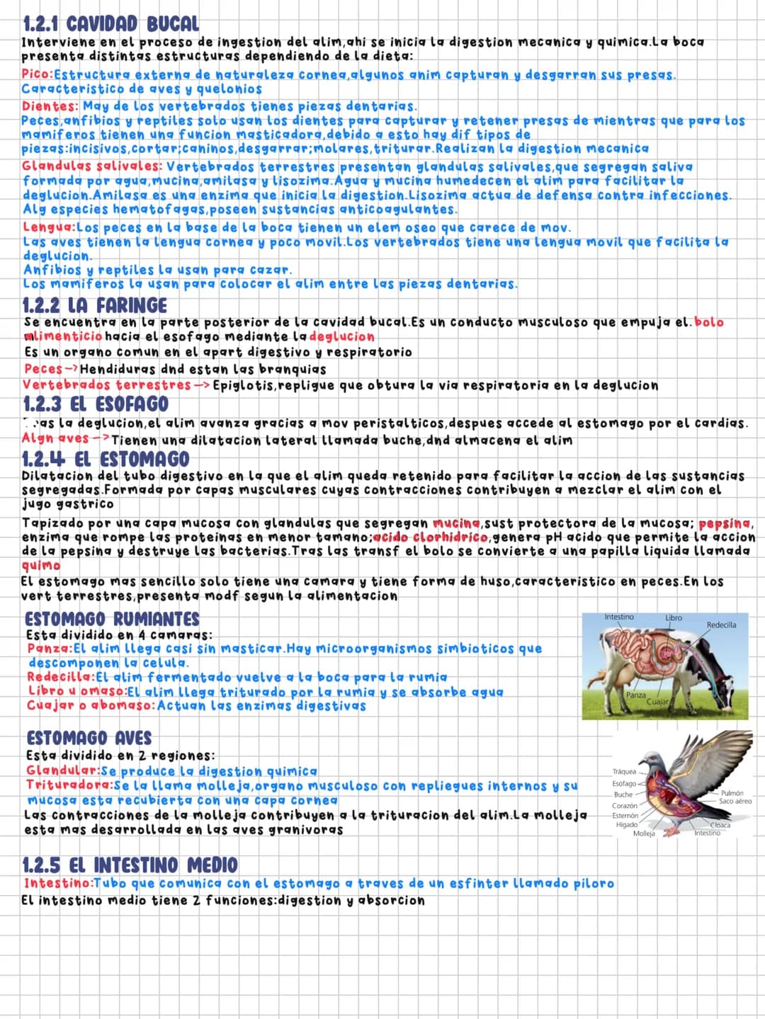 TEMA 11
Nutrición en los animales
1.LA DIGESTION EN LOS ANIMALES
Los animales necesitamos un intercambio de materia y energia con el exterio