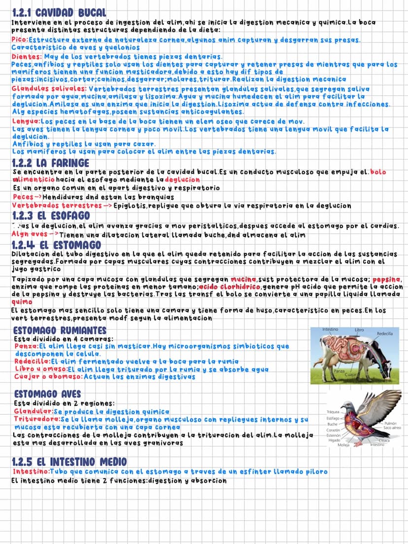TEMA 11
Nutrición en los animales
1.LA DIGESTION EN LOS ANIMALES
Los animales necesitamos un intercambio de materia y energia con el exterio