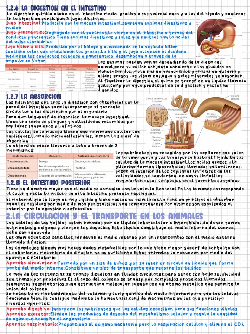 TEMA 11
Nutrición en los animales
1.LA DIGESTION EN LOS ANIMALES
Los animales necesitamos un intercambio de materia y energia con el exterio