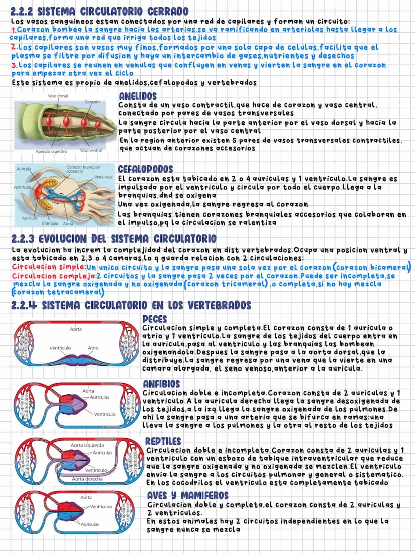 TEMA 11
Nutrición en los animales
1.LA DIGESTION EN LOS ANIMALES
Los animales necesitamos un intercambio de materia y energia con el exterio